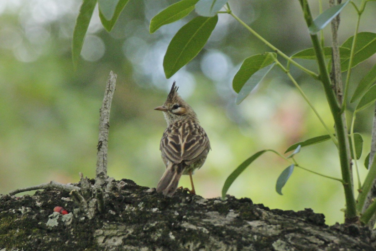 Lark-like Brushrunner - ML645180751