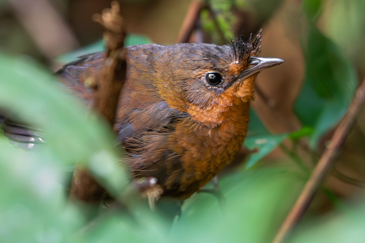 Сизый щетинколоб - ML645180761