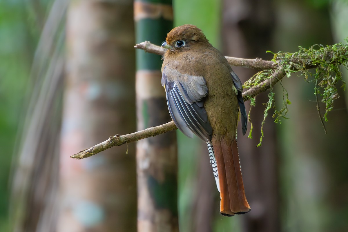 Atlantic Black-throated Trogon (Southern) - ML645180763