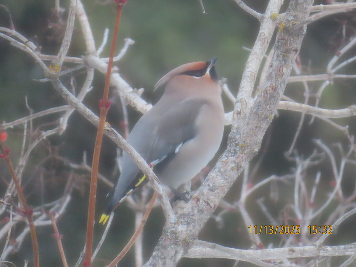 Bohemian Waxwing - ML645180768