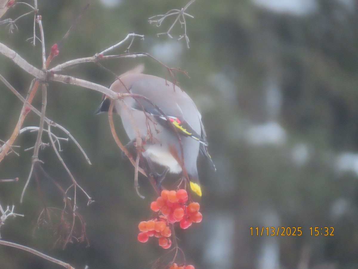 Bohemian Waxwing - ML645180775