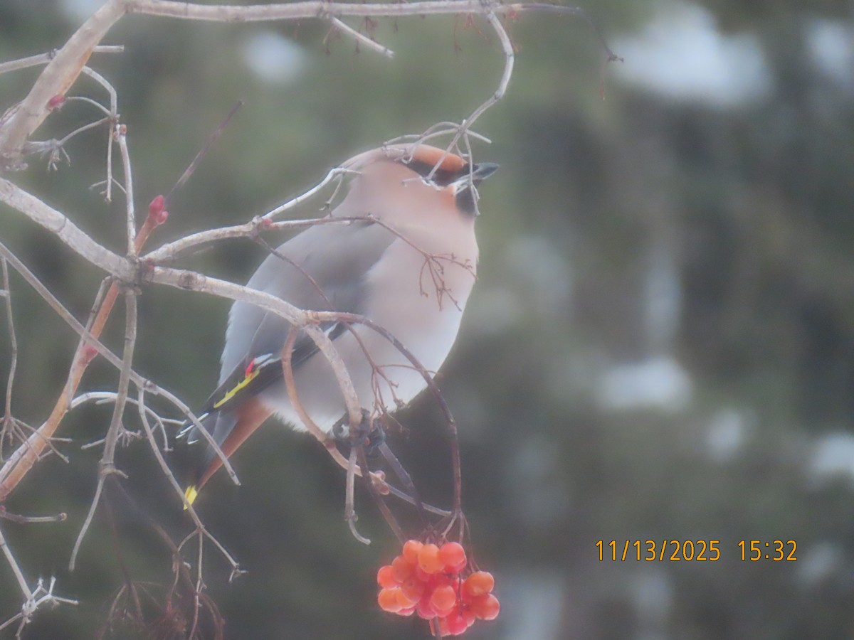 Bohemian Waxwing - ML645180781