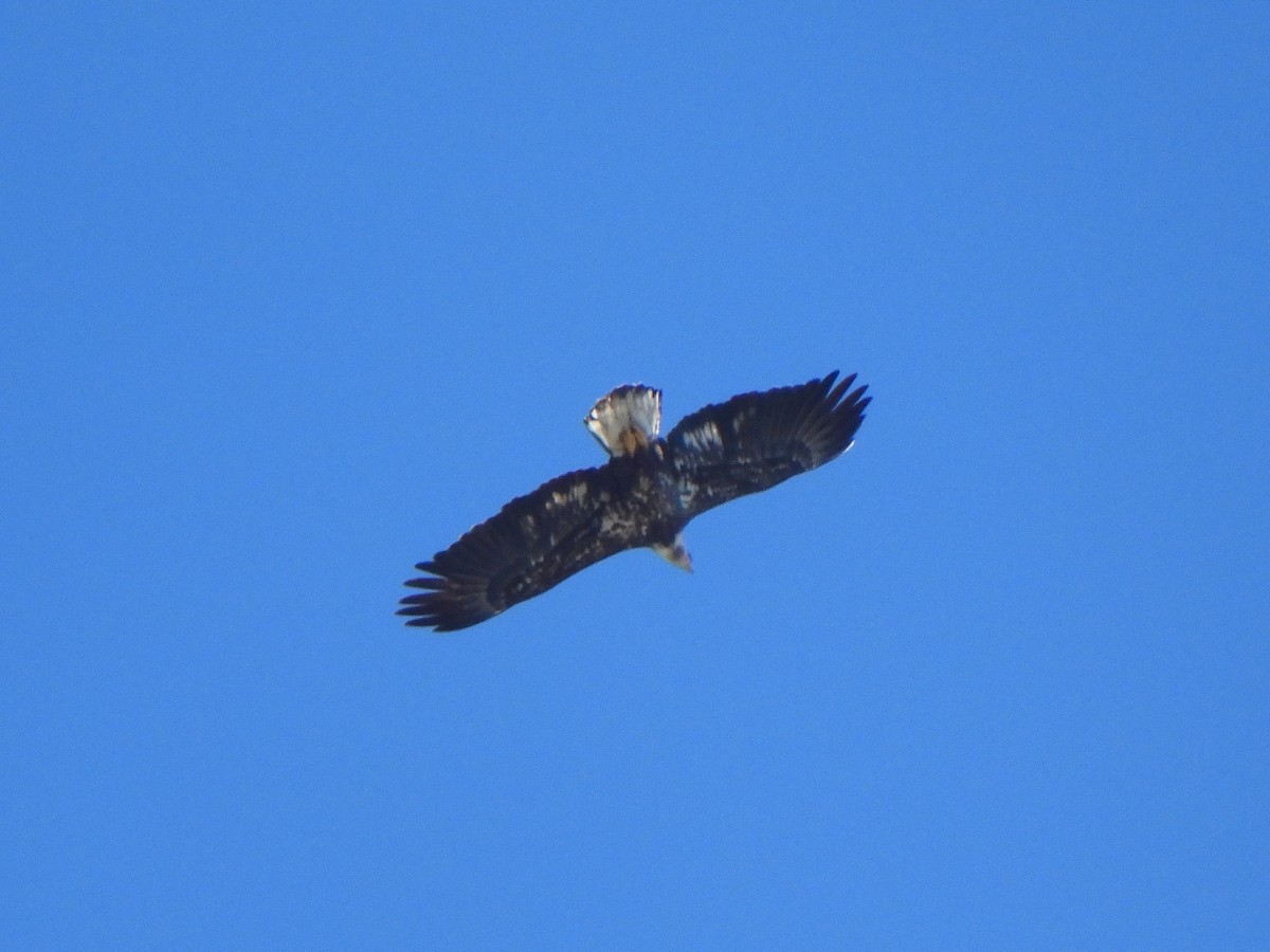 Itsas arrano buruzuria - ML645180786