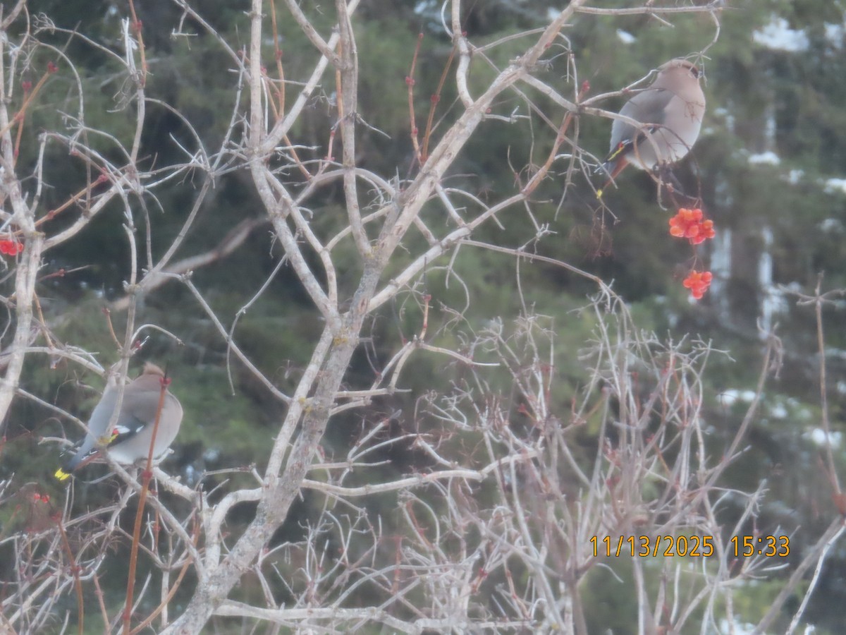 Bohemian Waxwing - ML645180789