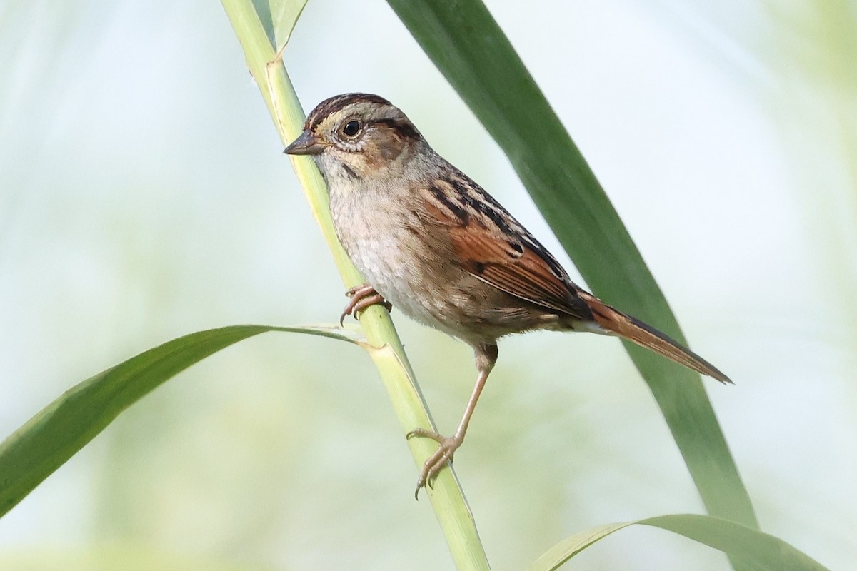 Swamp Sparrow - ML645180796