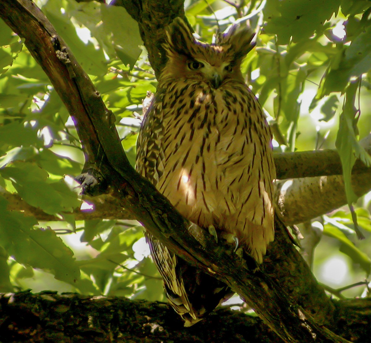 Hontz arrantzale gorrizta - ML645180800