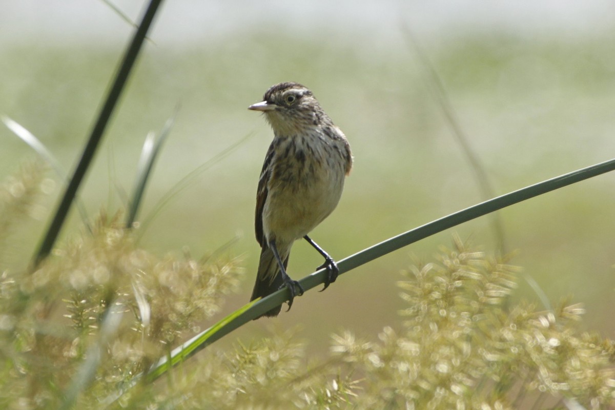 Spectacled Tyrant - ML645180811