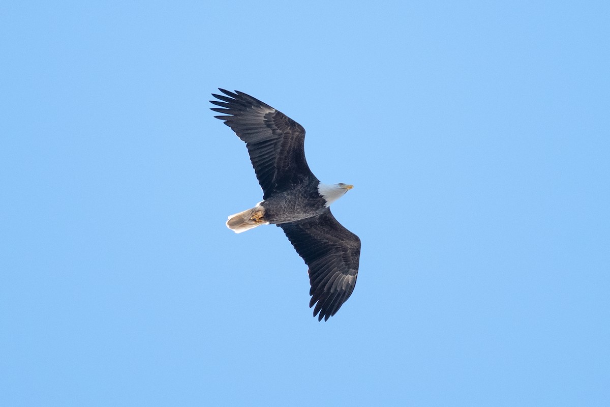 Itsas arrano buruzuria - ML645180817