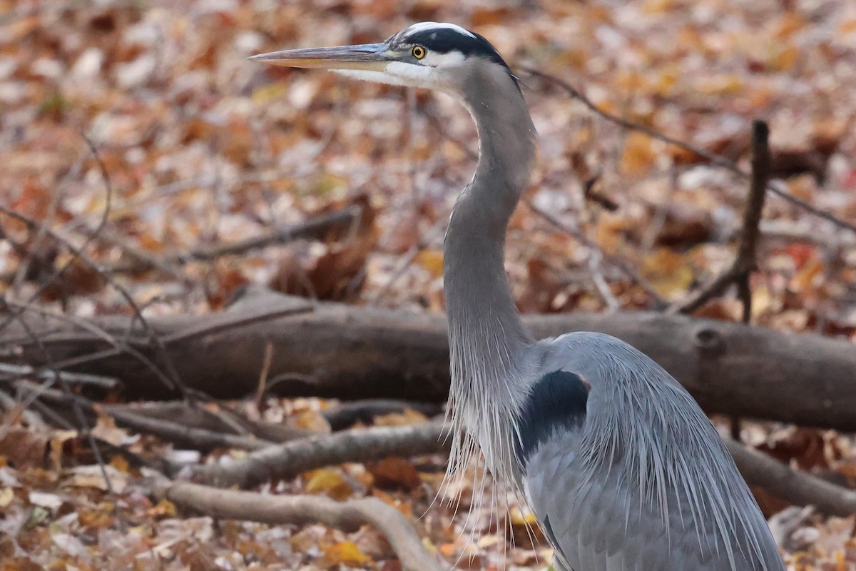 Great Blue Heron - ML645180822