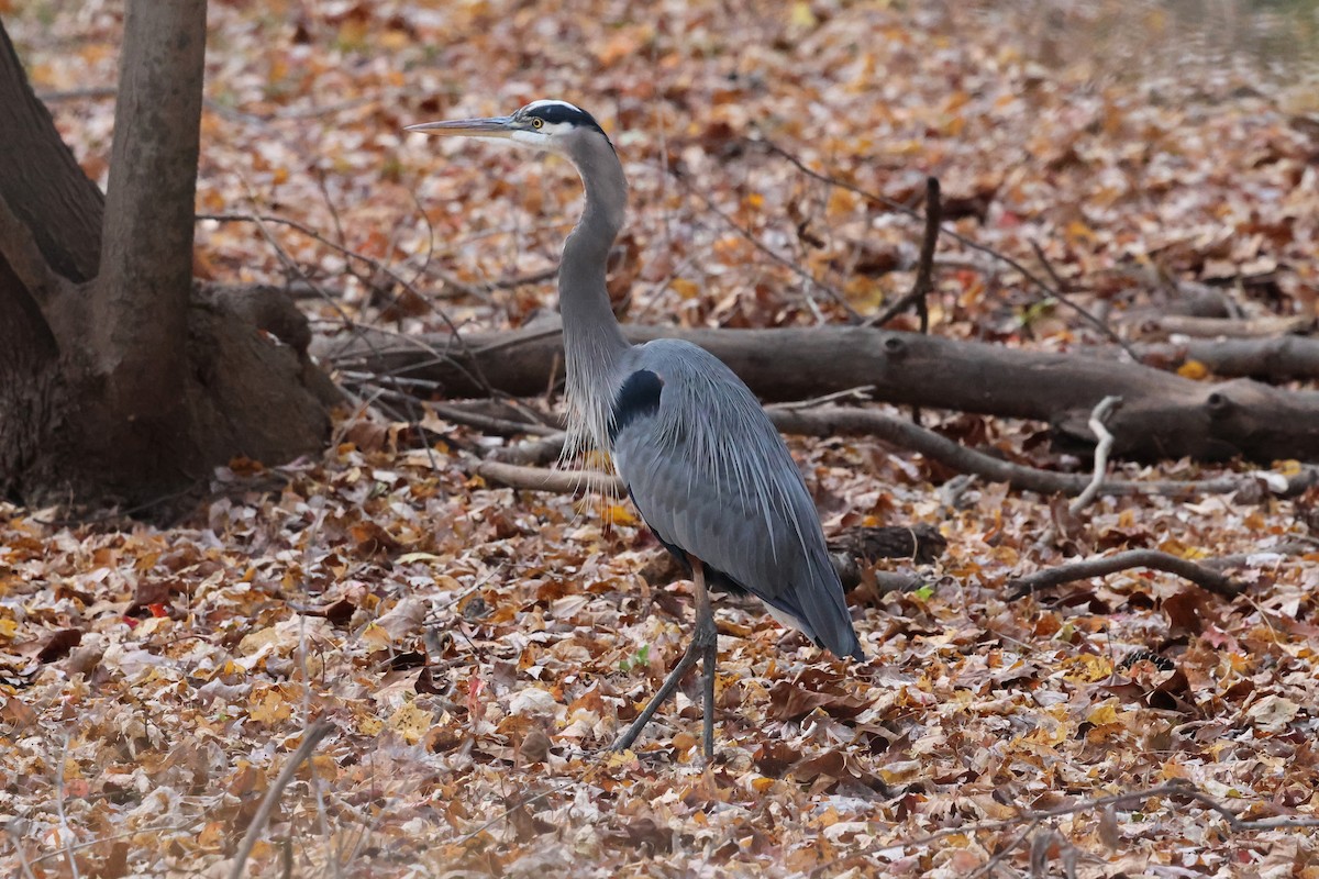 Great Blue Heron - ML645180823