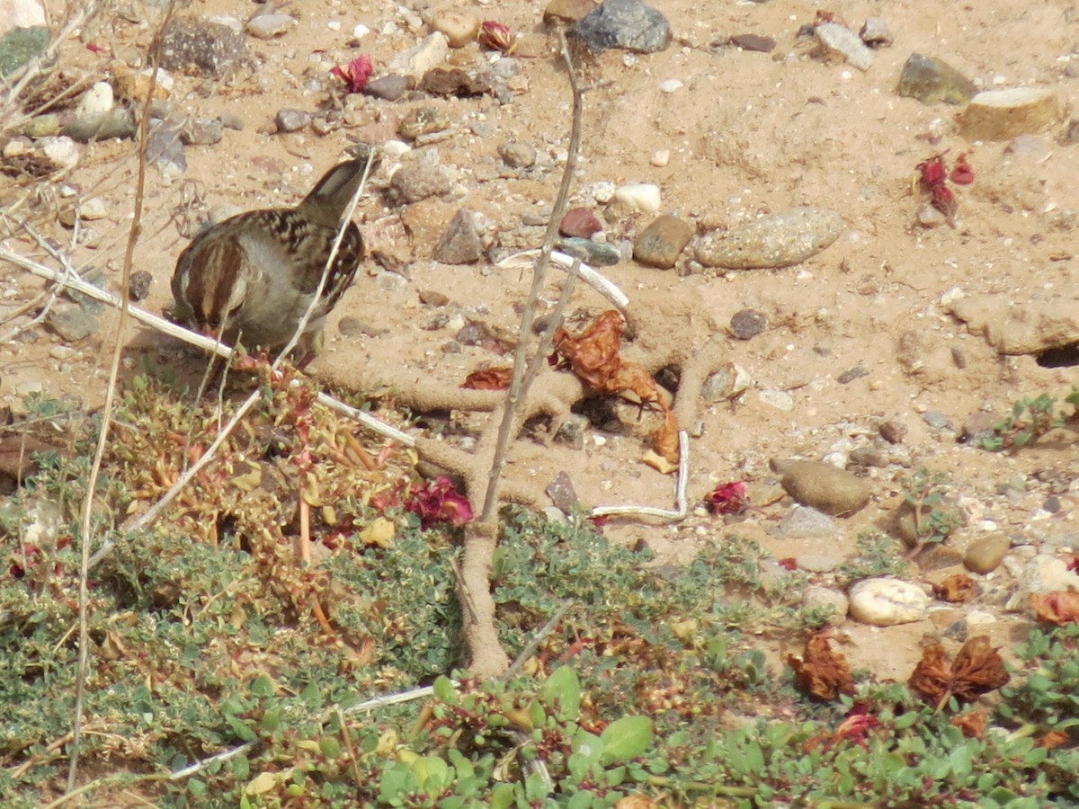 Бруант білобровий (підвид gambelii) - ML645180830