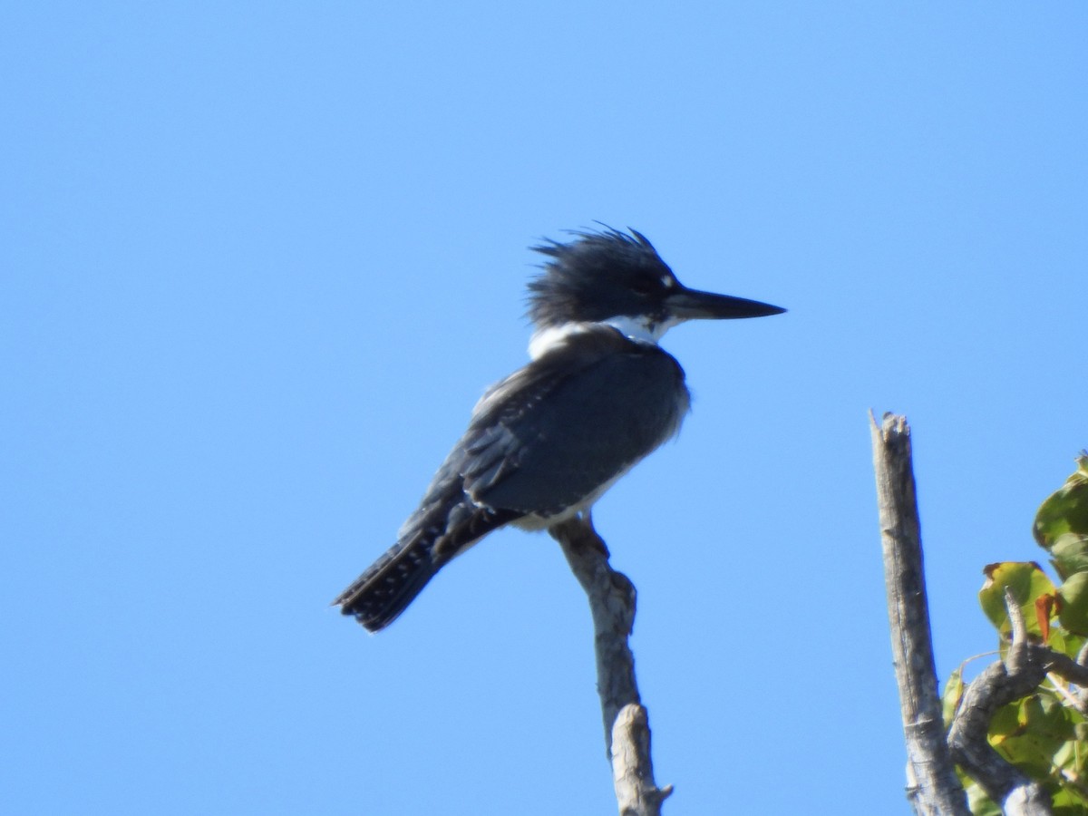 Опоясанный зимородок - ML645180831