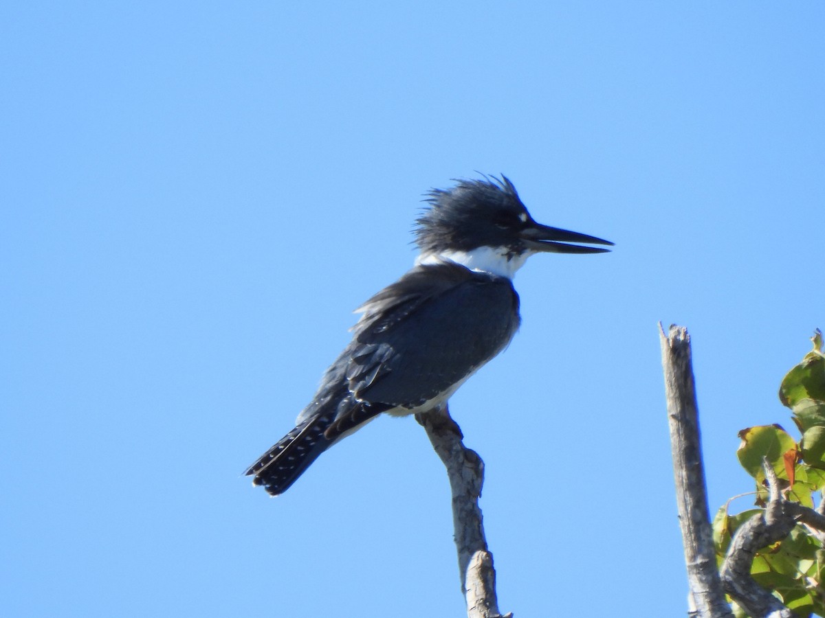 Опоясанный зимородок - ML645180832