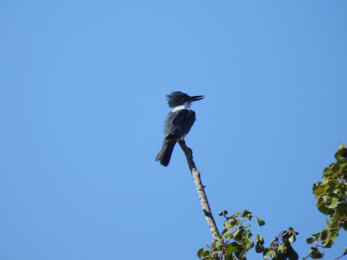 Опоясанный зимородок - ML645180833