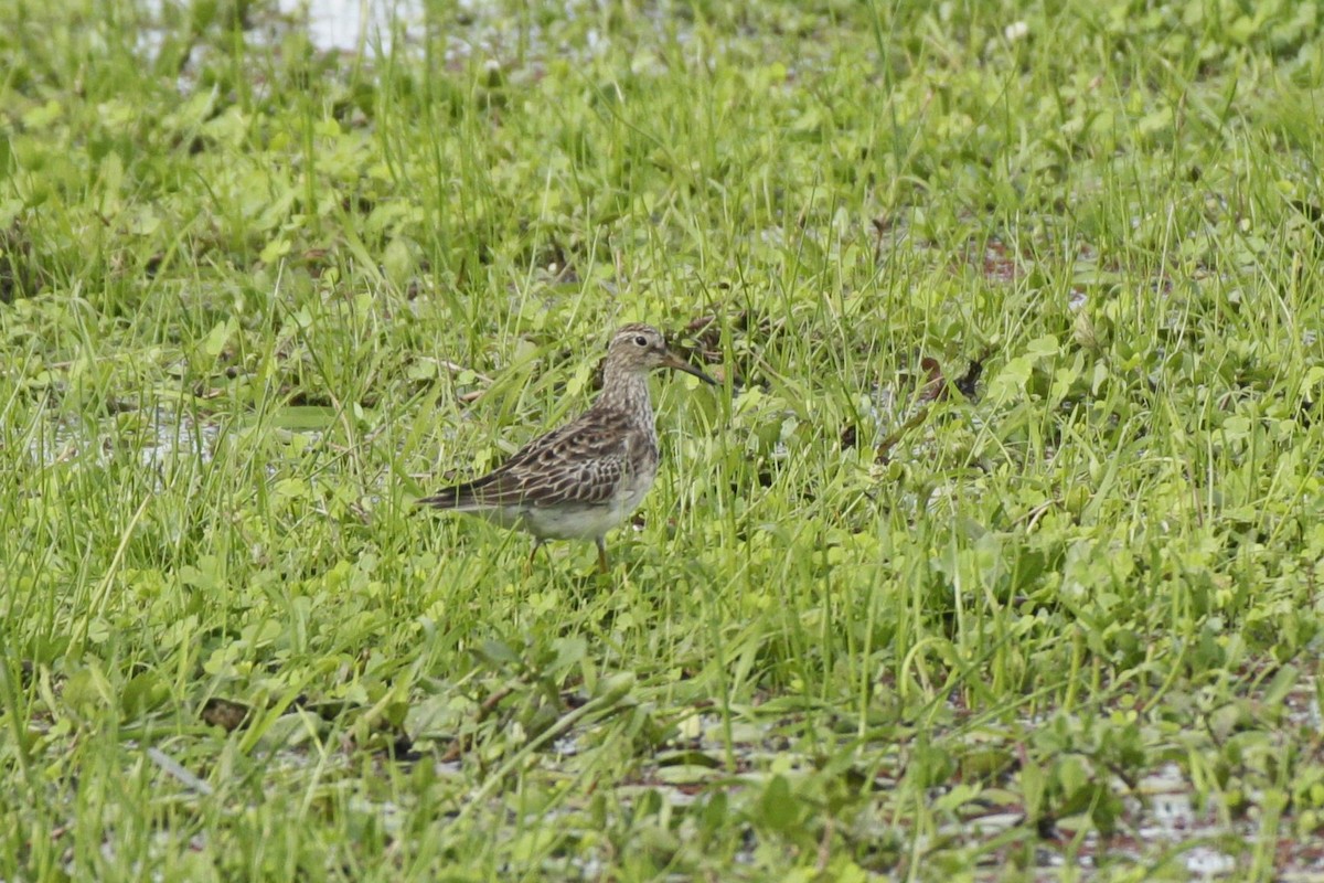 Pectoral Sandpiper - ML645180843