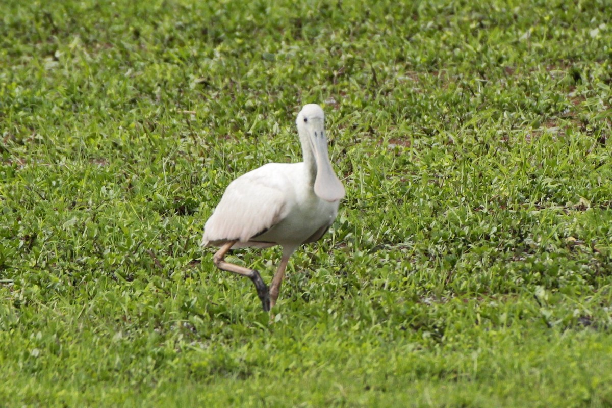 Espátula Rosada - ML645180850
