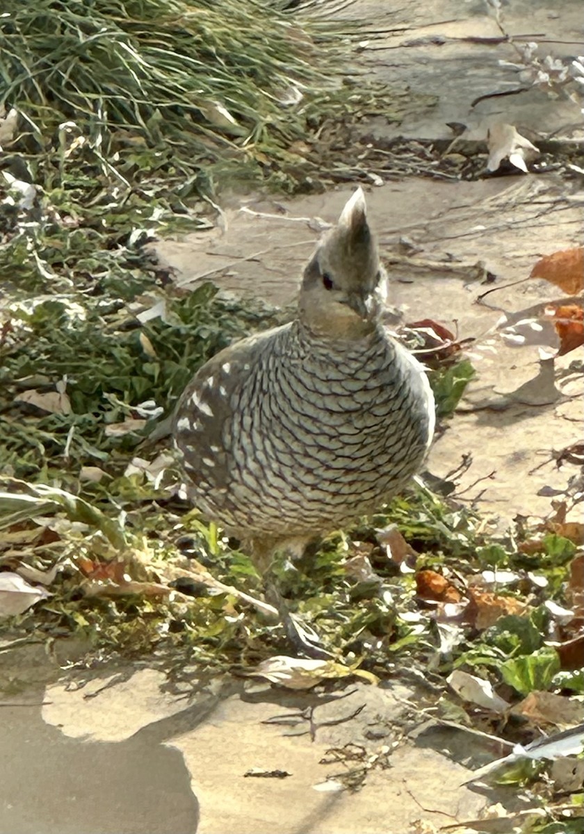 Scaled Quail - ML645180854