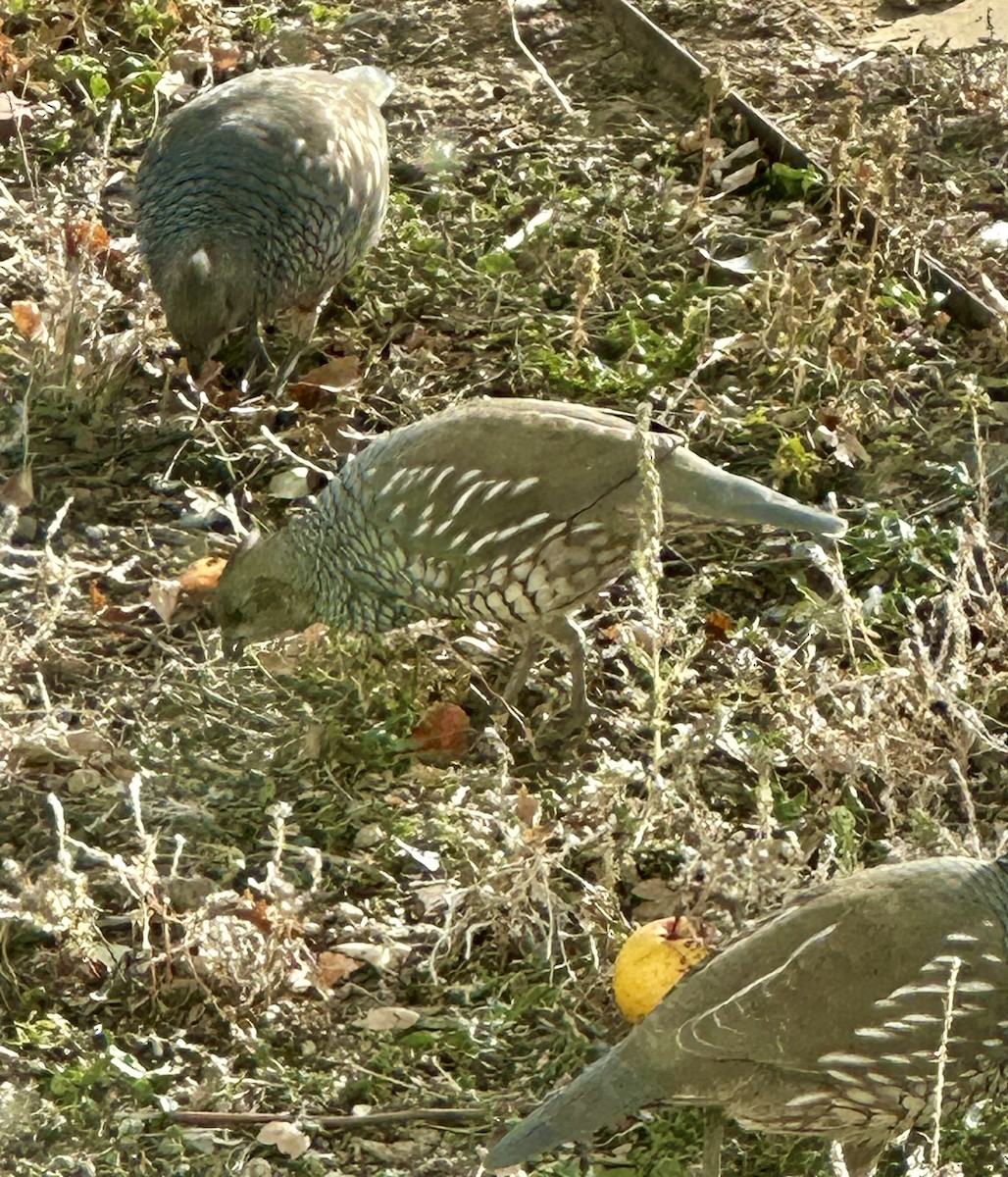 Scaled Quail - ML645180855