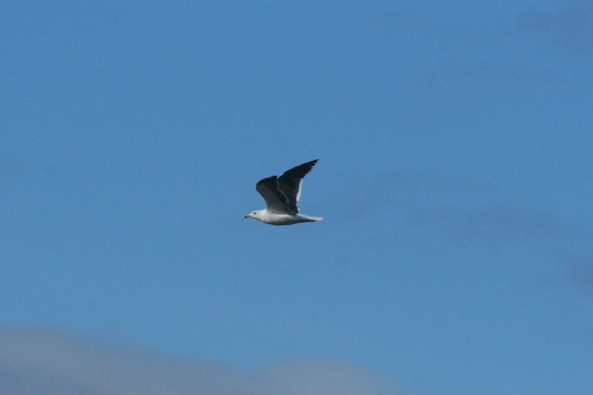 Great Black-backed Gull - ML645180861