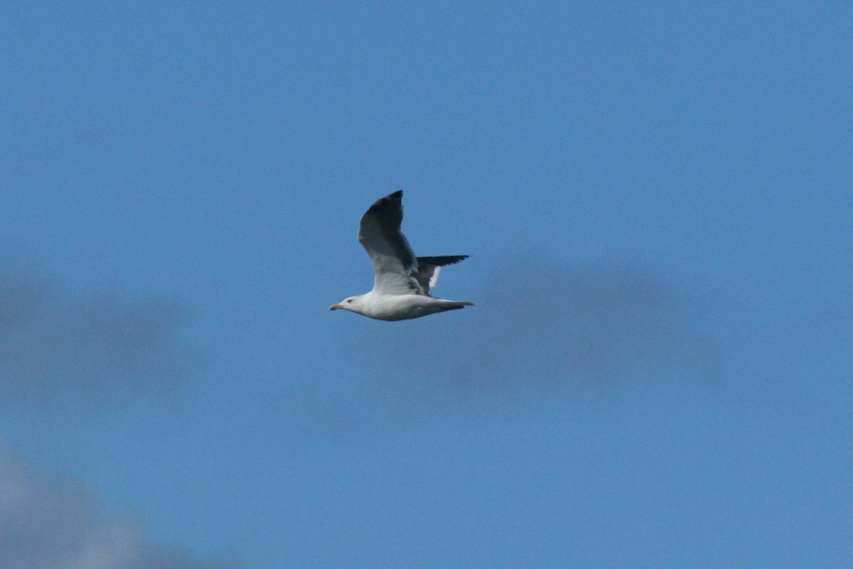Great Black-backed Gull - ML645180862
