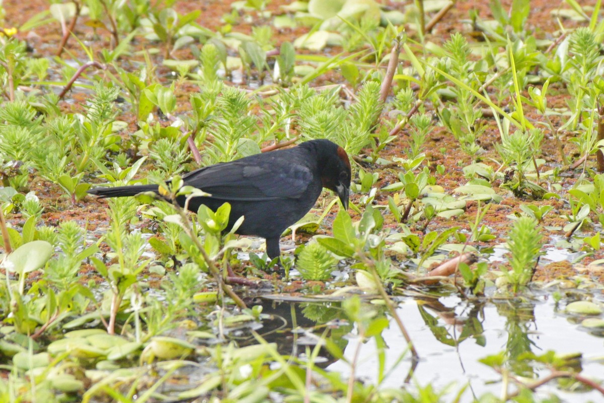 Chestnut-capped Blackbird - ML645180866