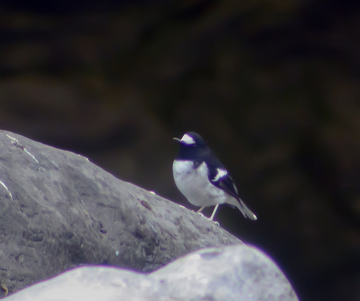 Little Forktail - ML645180870