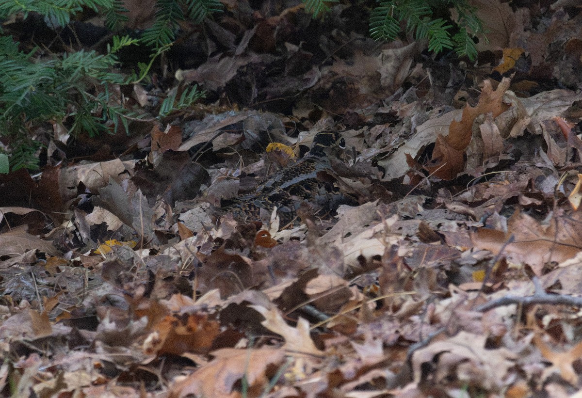 American Woodcock - ML645180871