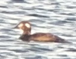 Surf Scoter - ML645180872