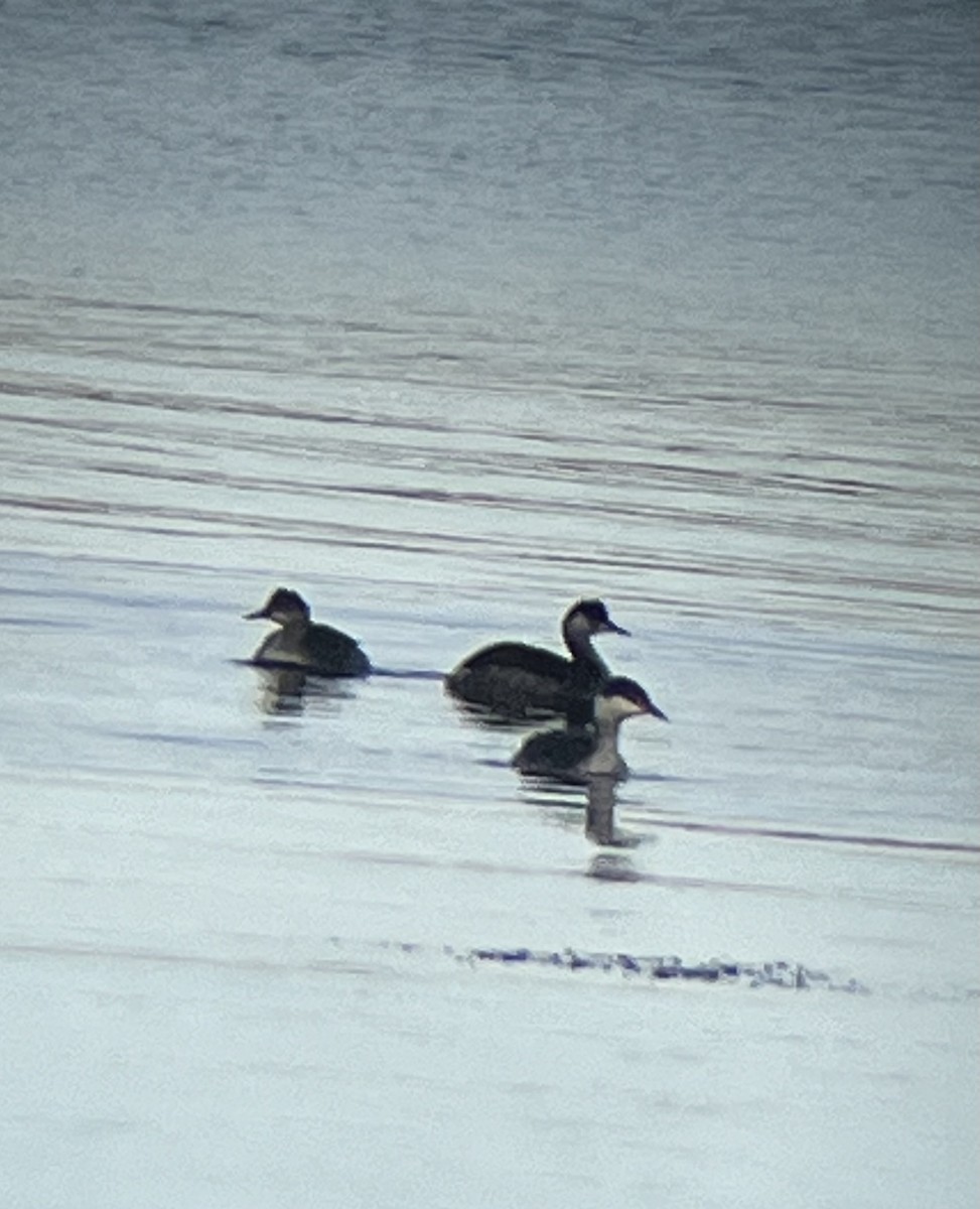 Horned Grebe - ML645180879