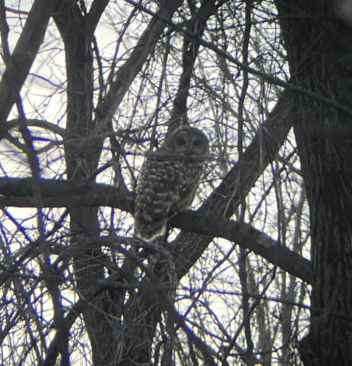 Barred Owl - ML645180886