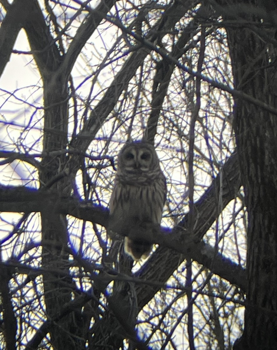 Barred Owl - ML645180887