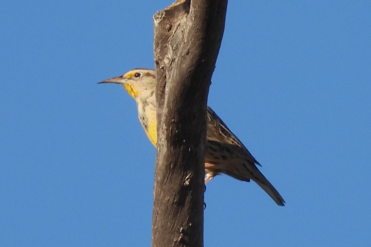 Western Meadowlark - ML645180888