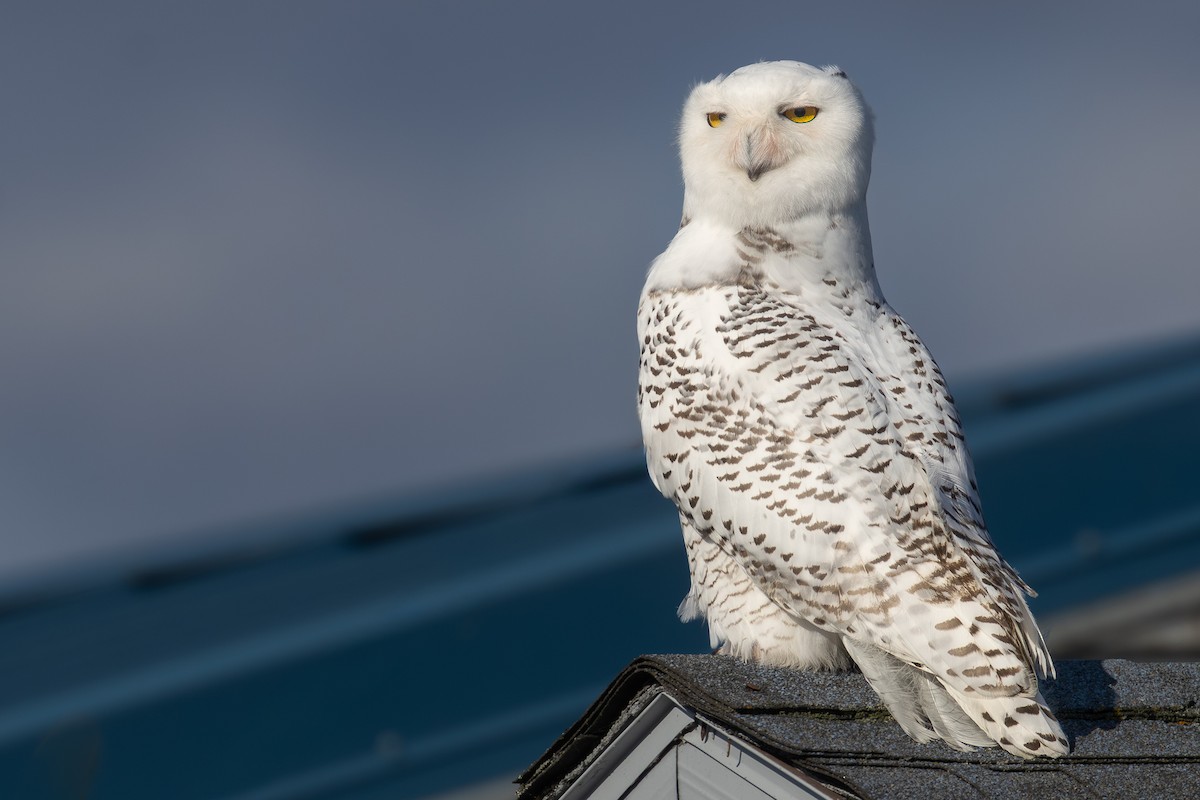 Snowy Owl - ML645180897