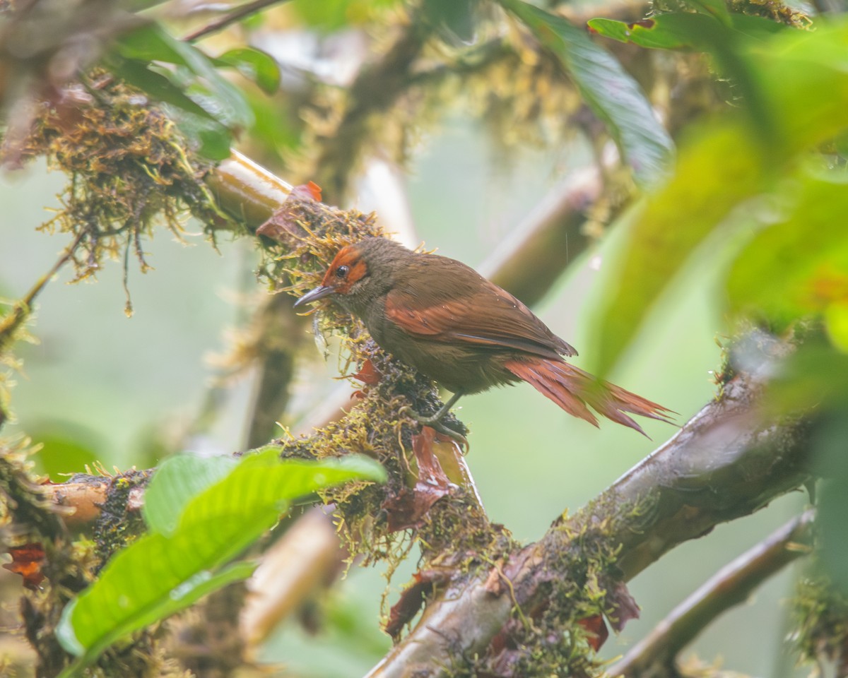 Red-faced Spinetail - ML645180901
