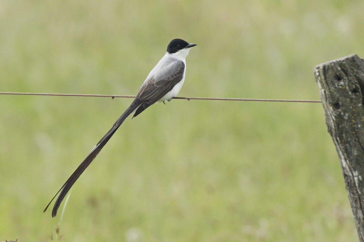 Fork-tailed Flycatcher - ML645180904
