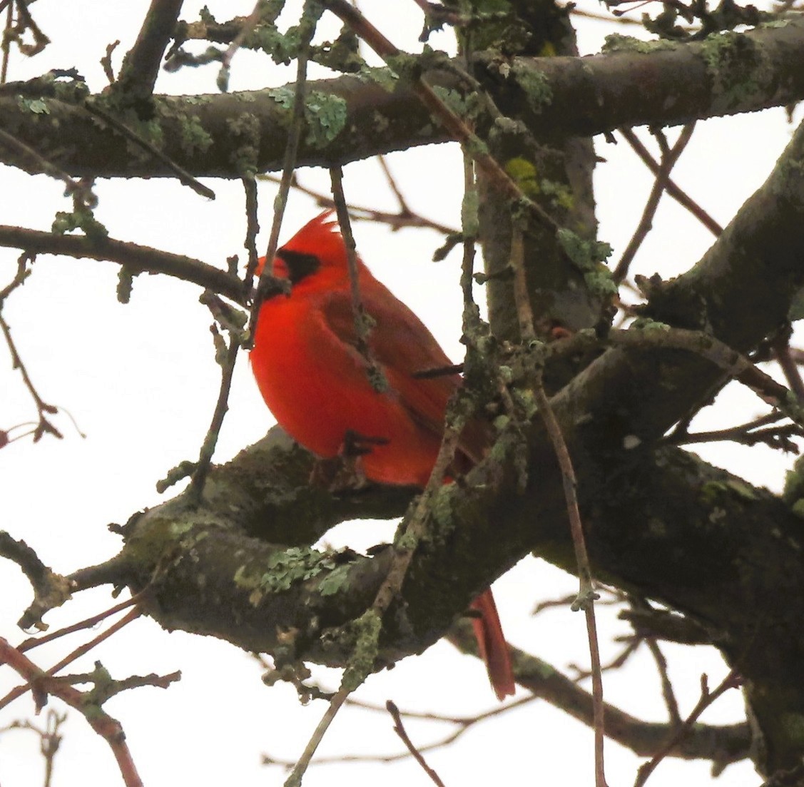 Kırmızı Kardinal - ML645180915