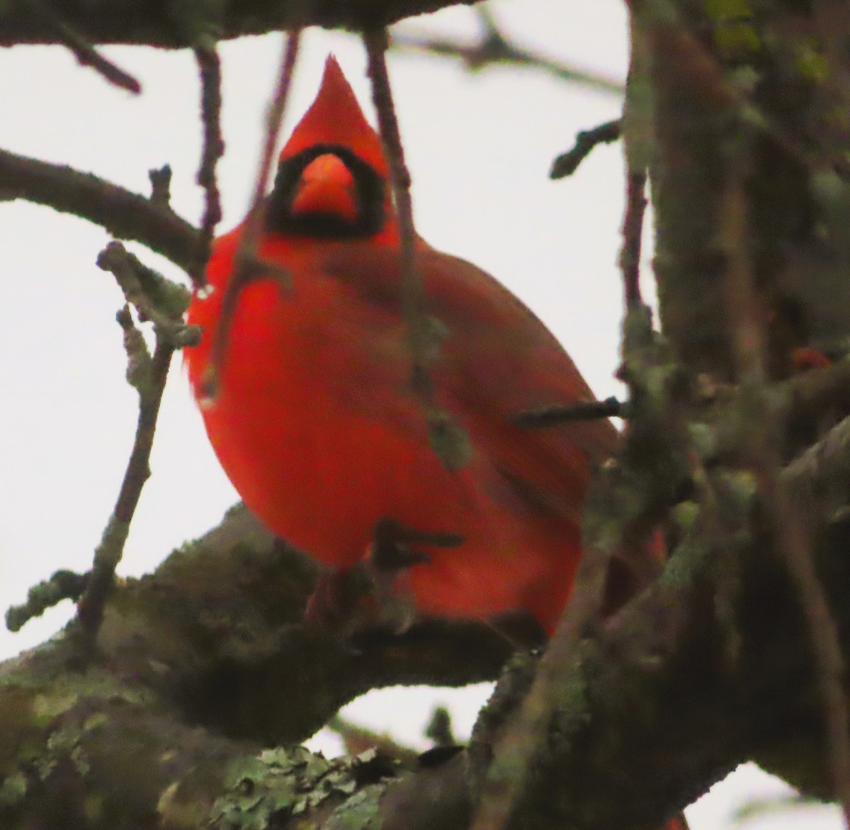 Kırmızı Kardinal - ML645180916