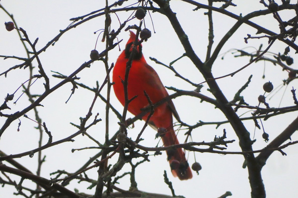 Кардинал червоний - ML645180918