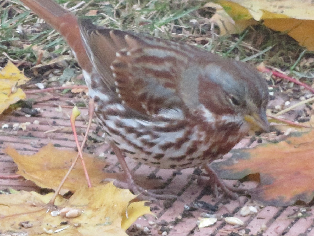 Пасовник рябогрудий - ML645180923