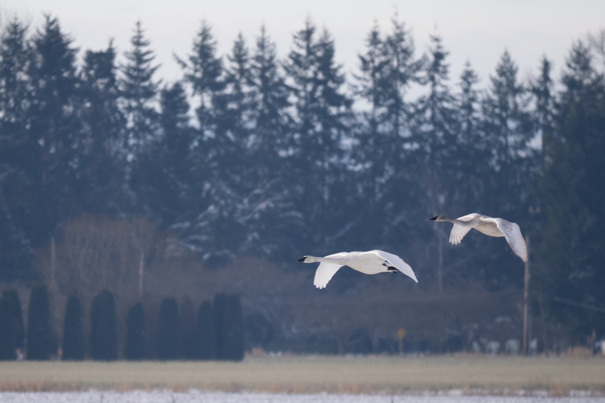 Лебідь-трубач - ML645180924