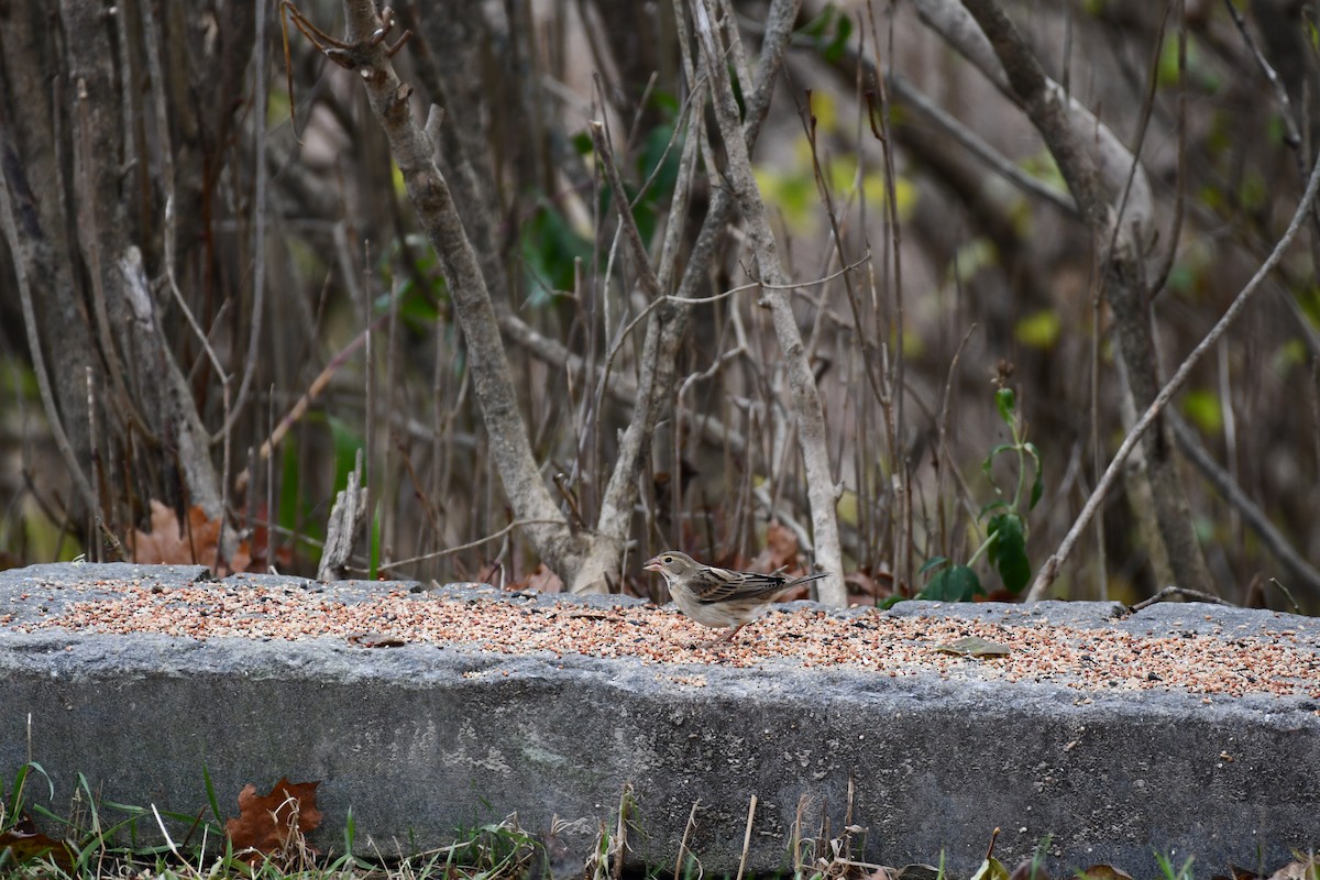 Dickcissel - ML645180925