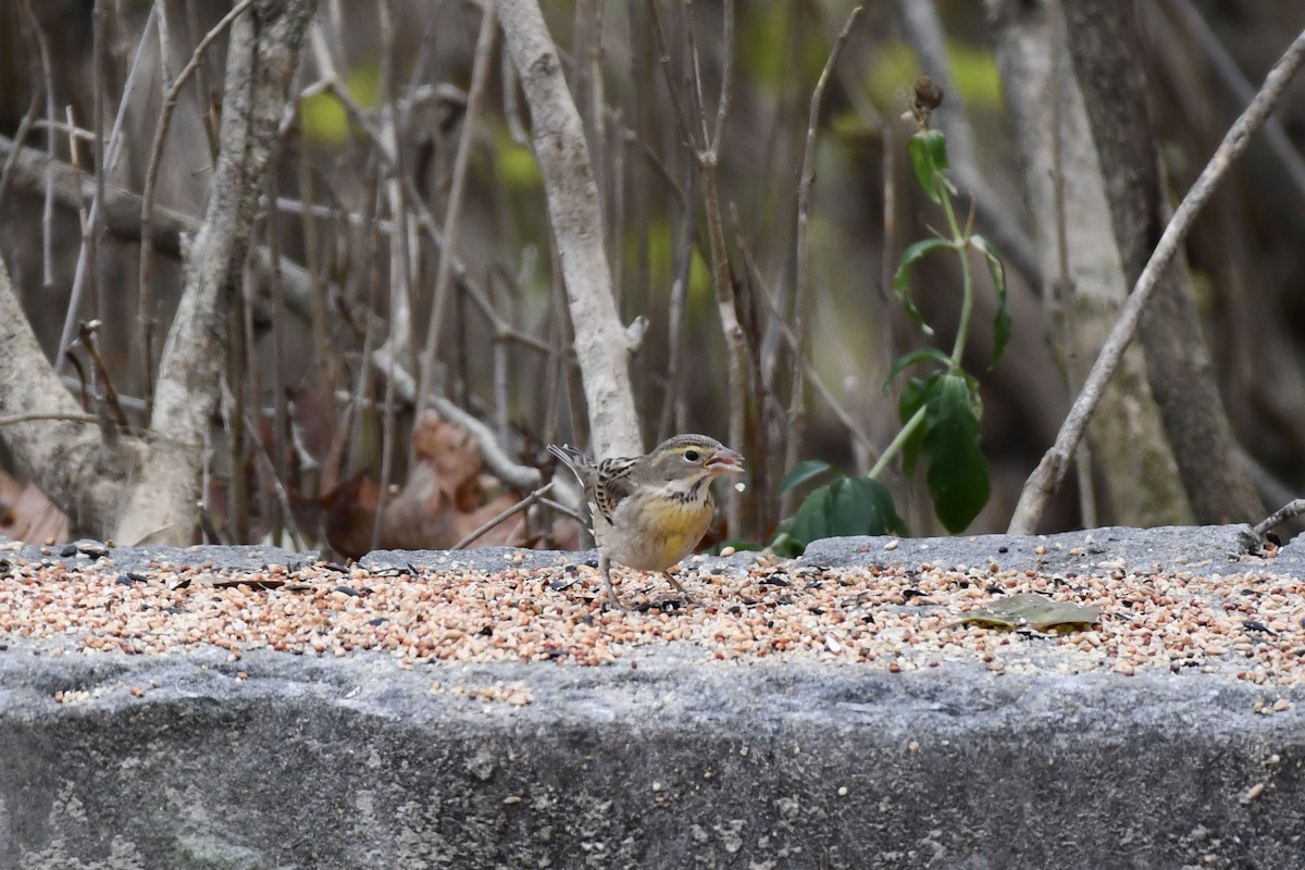 Dickcissel - ML645180926