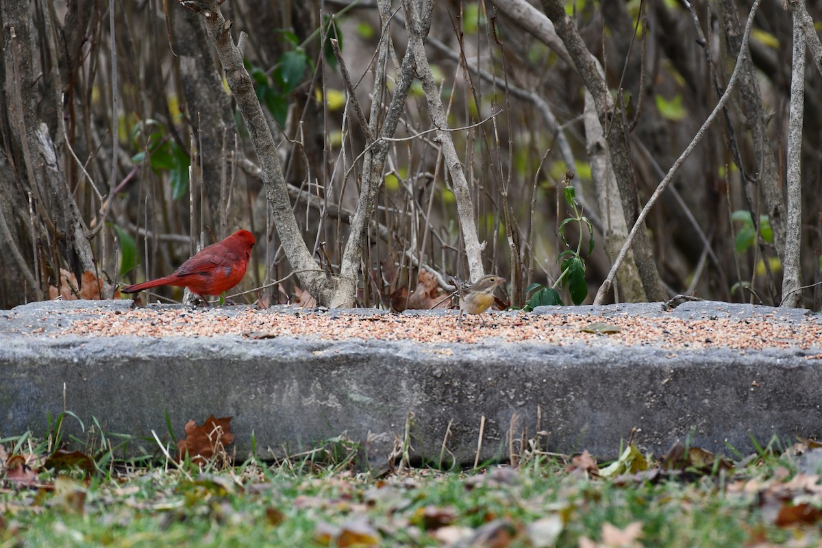 Dickcissel - ML645180932