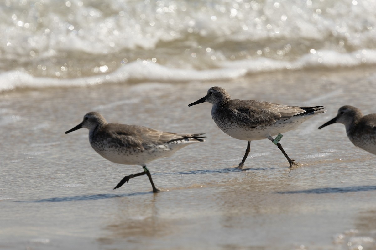 Побережник ісландський - ML645180933