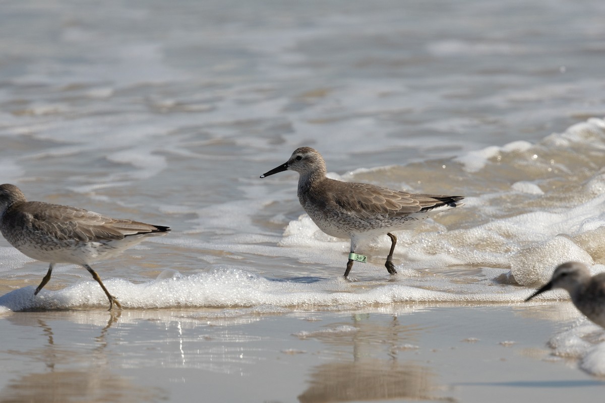 Побережник ісландський - ML645180934