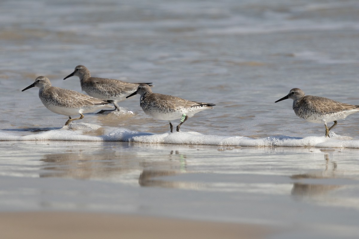 Побережник ісландський - ML645180935