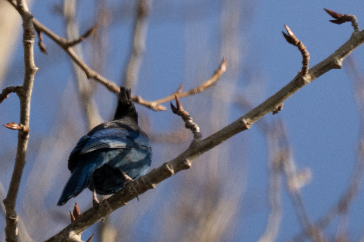 Сизойка чорноголова - ML645180936