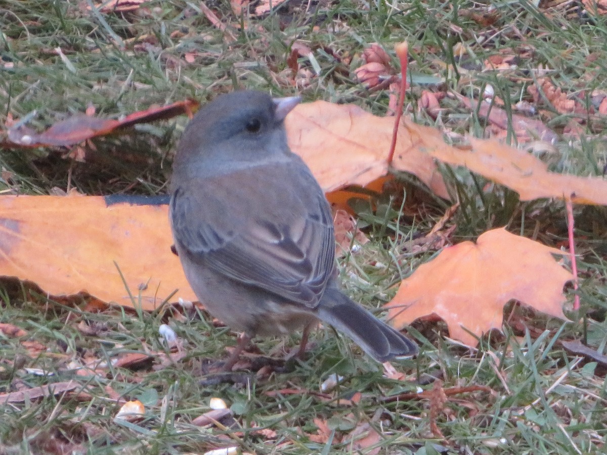 Юнко сірий - ML645180937