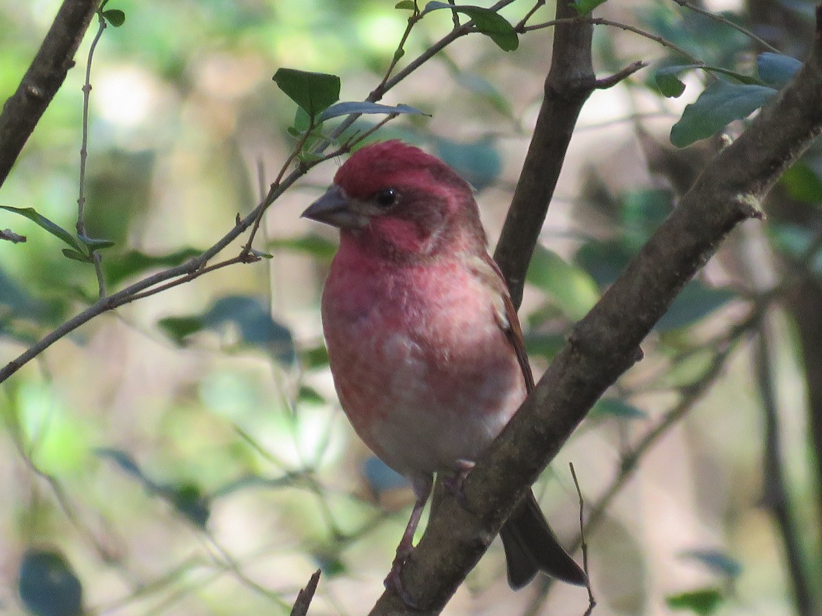 Чечевиця кармінова - ML645180938