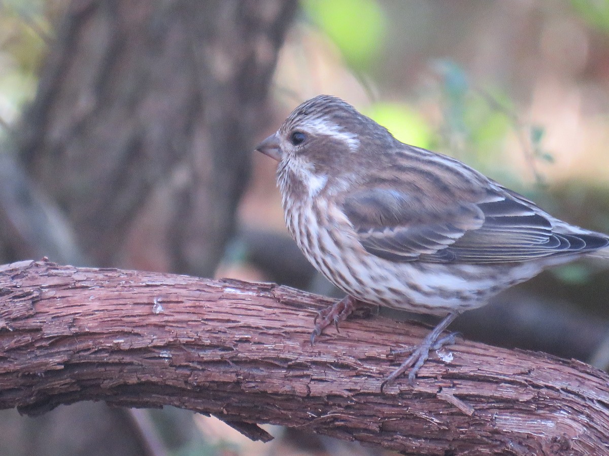 Чечевиця кармінова - ML645180939